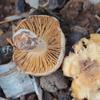 palesmallgoldbrownunder_002