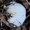 yellowstainer_003