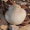 yellowstainer_005