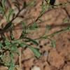vittadinia_cuneata_012