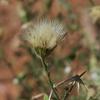 vittadinia_cuneata_013