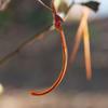 acacia_pycnantha_002
