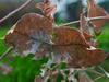 golden_wattle_006