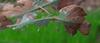 golden_wattle_007