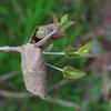 golden_wattle_008