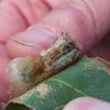 golden_wattle_009