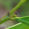 golden_wattle_011