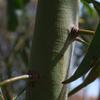 golden_wattle_013