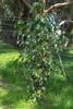 golden_wattle_015