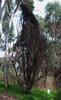 golden_wattle_017