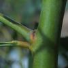 golden_wattle_018