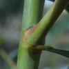 golden_wattle_020