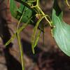golden_wattle_023