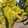 plant_123