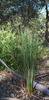 grass_tree_002_t.jpg