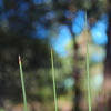 grass_tree_001