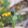 plant_254_t.jpg