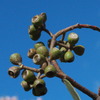 eucalyptus_microcarpa_004