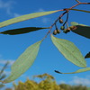 eucalyptus_microcarpa_001_t.jpg