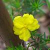guinea_flower_001_t.jpg