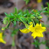 hibbertia_001