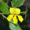 goodenia_ovata_001_t.jpg