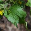 goodenia_ovata_002