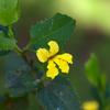 goodenia_ovata_003