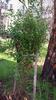 goodenia_ovata_004