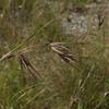 themeda_australis_002