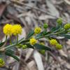 kangaroo_thorn_001_t.jpg
