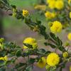 kangaroo_thorn_002