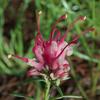 lavender_grevillea_002_t.jpg