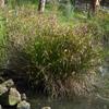 leafy_twig-rush_003_t.jpg
