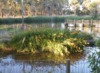 plant_152