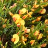 plant_120_t.jpg
