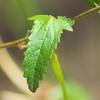 native_hibiscus_002