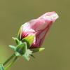 native_hibiscus_004