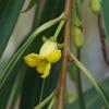 native_apricot_003