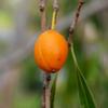 native_apricot_004