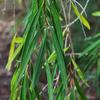 native_apricot_006