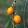 native_apricot_009