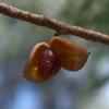 native_apricot_011