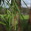 native_apricot_013