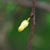 native_apricot_017