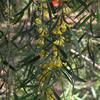 native_apricot_018