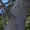 native_apricot_020