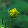 native_buttercup_002