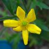 native_buttercup_005