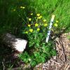 native_buttercup_010